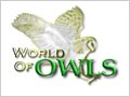 World Of Owls